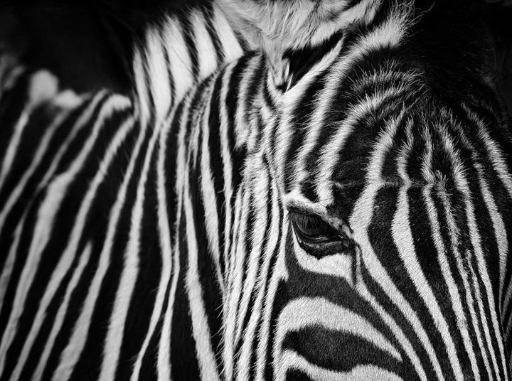 Photography titled "Lines on Zebra" by Focal Point, Original Artwork, Manipulated Photography