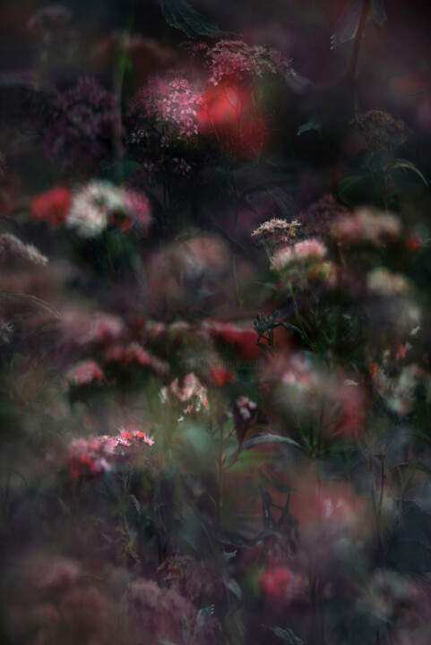 Photography titled "Spirea" by Stephanie Jung, Original Artwork, Manipulated Photography
