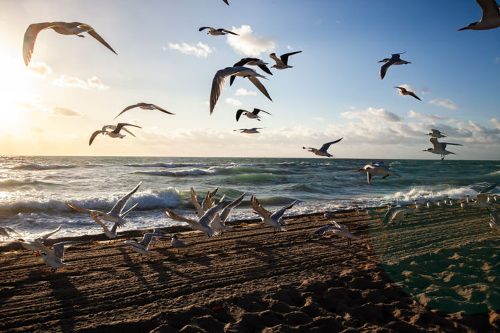 Photographie intitulée "Seagulls in Flight" par Steve Schlackman, Œuvre d'art originale, Photographie numérique
