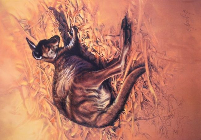 绘画 标题为“Australian Kangaroo” 由Steve Morvell, 原创艺术品