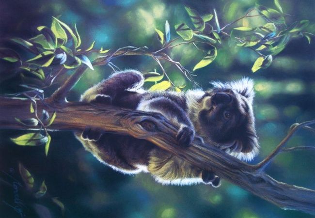 绘画 标题为“Koala” 由Steve Morvell, 原创艺术品
