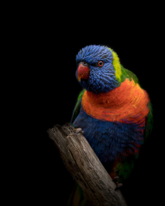 Photographie intitulée "L'oiseau arc-en-ciel" par Steven Dartois, Œuvre d'art originale, Photographie numérique