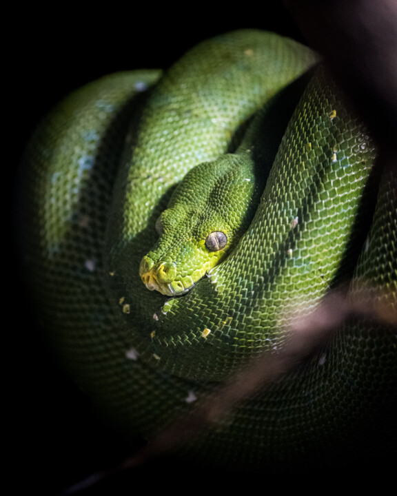 Photographie intitulée "Corallus caninus" par Steven Dartois, Œuvre d'art originale, Photographie numérique