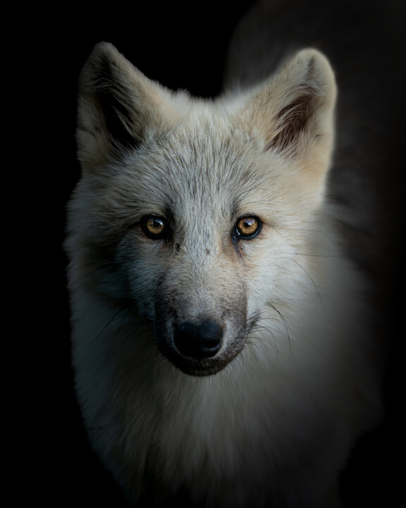 Photographie intitulée "Jeune loup" par Steven Dartois, Œuvre d'art originale, Photographie numérique