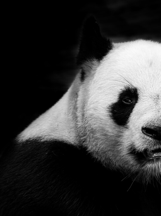 Fotografía titulada "Mi-panda" por Steven Dartois, Obra de arte original, Fotografía digital