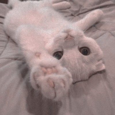 Фотография под названием "The Cat With a Chea…" - Steven Ferguson, Подлинное произведение искусства, Пленочная фотография
