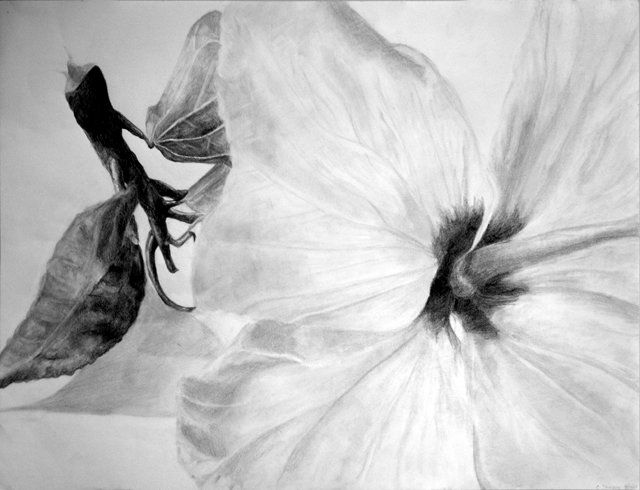 Drawing titled "Hibiscus Flower" by Claire Stringer, Original Artwork