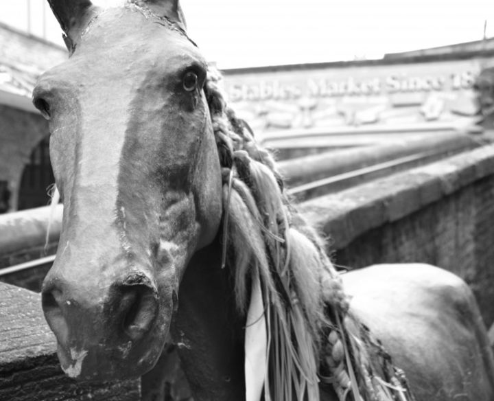 Photographie intitulée "dread locks horse" par Sue Cassaigne, Œuvre d'art originale