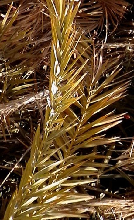 Photography titled "palm frond.jpg" by Suleiman, Original Artwork