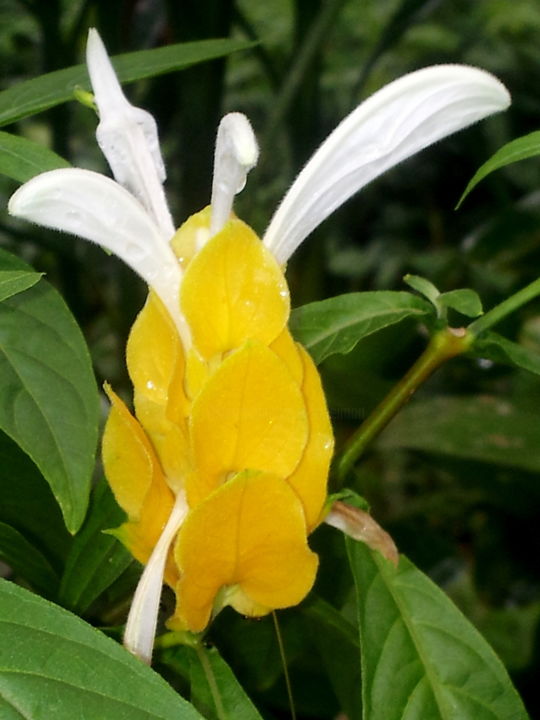 摄影 标题为“yellow-flower-white…” 由Suleiman, 原创艺术品