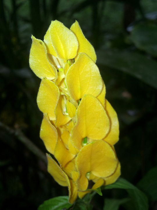 "yellow-flower-mindo…" başlıklı Fotoğraf Suleiman tarafından, Orijinal sanat