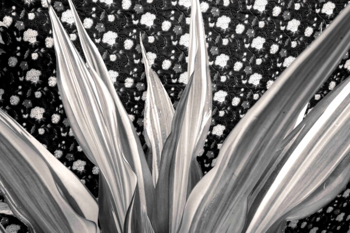 Fotografie mit dem Titel "Dark botanic" von Sumit Ratta, Original-Kunstwerk, Digitale Fotografie