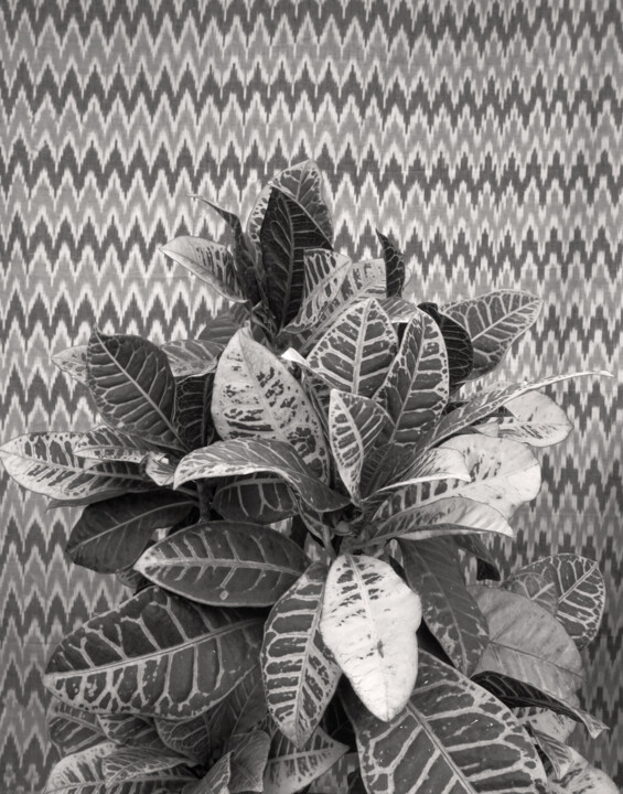 Fotografie mit dem Titel "Mono botany" von Sumit Ratta, Original-Kunstwerk, Digitale Fotografie