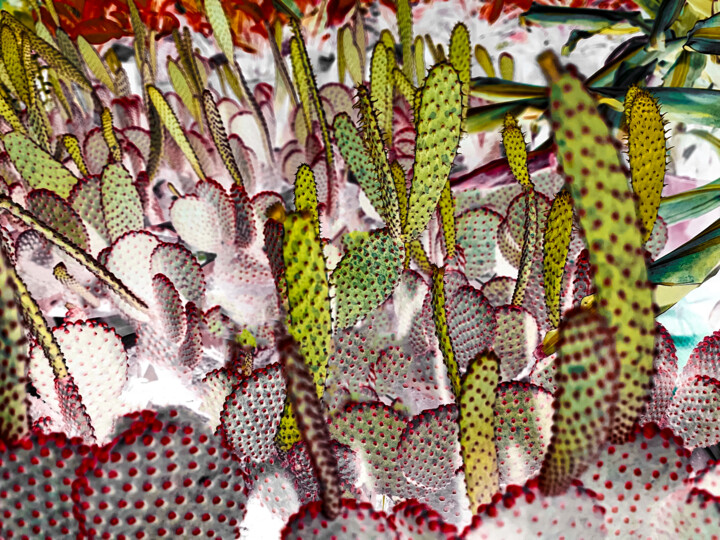 Photography titled "Cacti at night" by Sumit Ratta, Original Artwork, Digital Photography