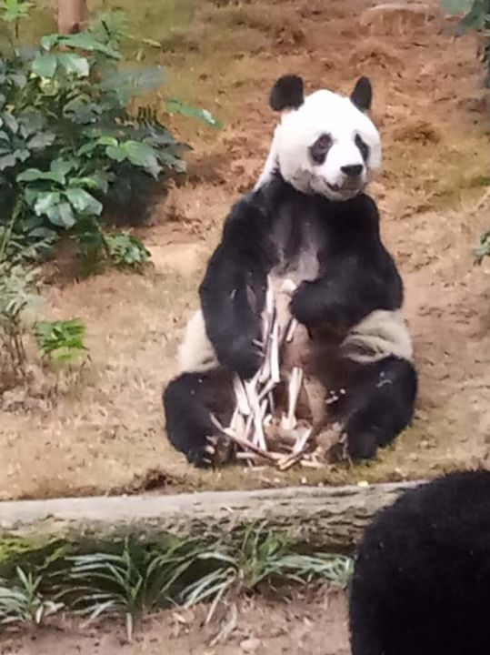 Fotografie getiteld "panda_OP_HongKong" door Lily Moonheart, Origineel Kunstwerk, Gemanipuleerde fotografie