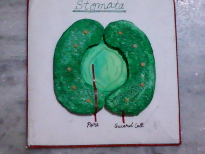 Artcraft titled "Stomata modle" by Kishor Kumar Gupta, Original Artwork
