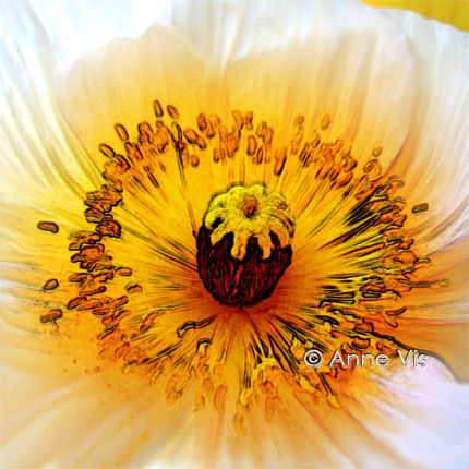 Arte digitale intitolato "California Poppy" da A V, Opera d'arte originale