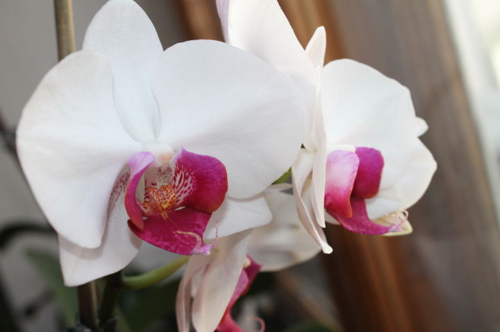 Fotografia intitolato "орхидея" da Anastasiia Baturina, Opera d'arte originale, Fotografia digitale