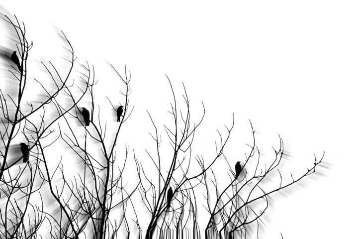 Arts numériques intitulée "Wind in the Trees" par Susan Maxwell Schmidt, Œuvre d'art originale, Photo montage