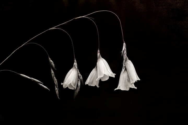 Fotografia zatytułowany „Campanula in Monoch…” autorstwa Susan Maxwell Schmidt, Oryginalna praca, Fotografia cyfrowa