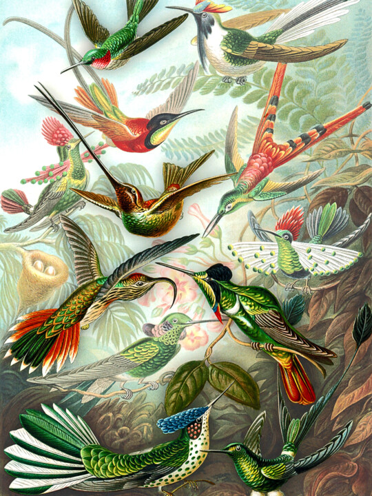 Digitale Kunst getiteld "Hummingbird Gatheri…" door Susan Maxwell Schmidt, Origineel Kunstwerk, Digitaal Schilderwerk