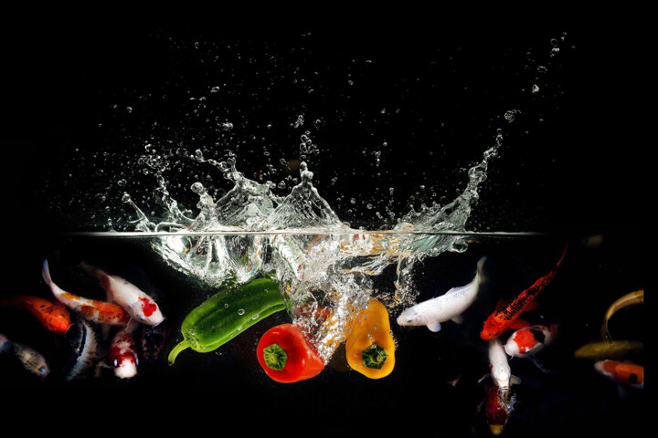 Photography titled "Fish Food" by Susan Maxwell Schmidt, Original Artwork, Manipulated Photography
