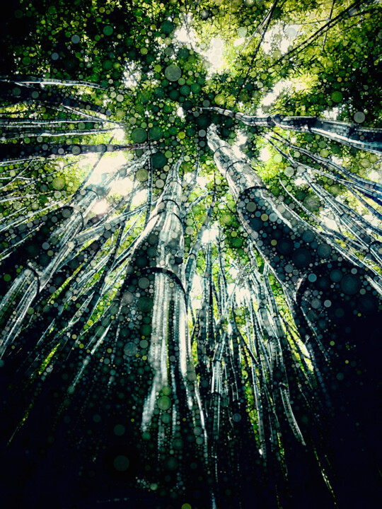 Fotografía titulada "Black Bamboo Forest" por Susan Maxwell Schmidt, Obra de arte original, Fotografía manipulada