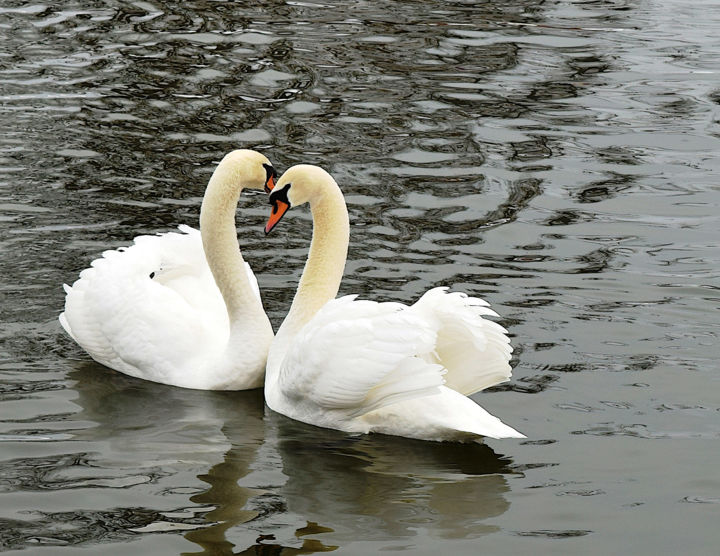 Photography titled "Swan Kiss" by Susanna Doma, Original Art,