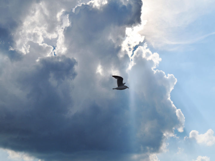Photography titled "gull-in-flight-sdom…" by Susanna Doma, Original Art,