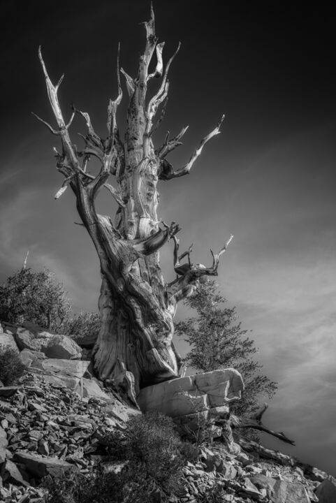 Photography titled "Tree of Life - Dial…" by Susanna Patras, Original Artwork, Digital Photography