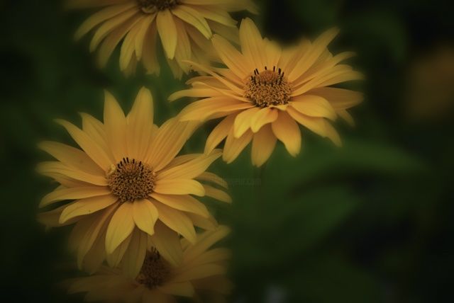 Photographie intitulée "fleurs-1" par Suyin1, Œuvre d'art originale