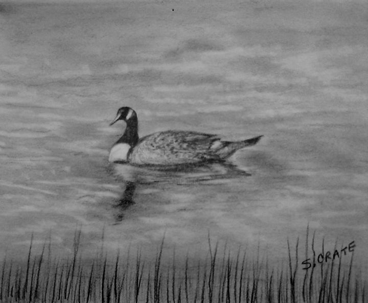 Zeichnungen mit dem Titel "Canada goose on the…" von Suzanne Crate, Original-Kunstwerk, Andere