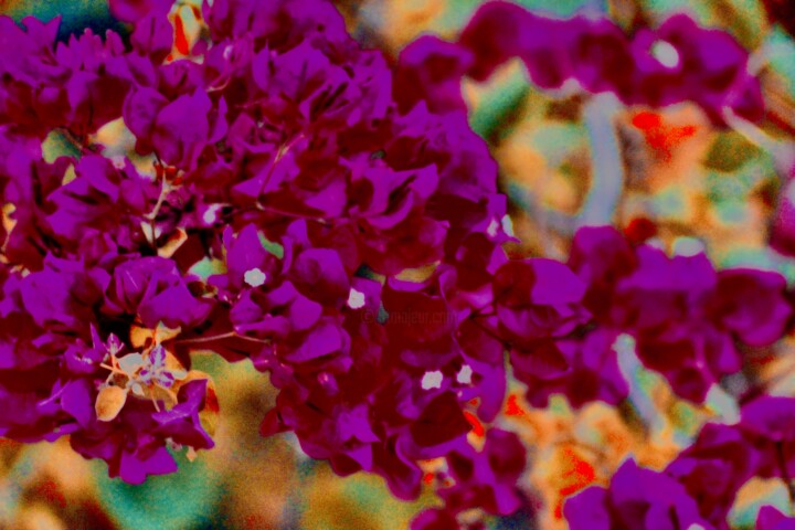 Photography titled "Purple-ish" by Suzy Martin, Original Artwork, Manipulated Photography