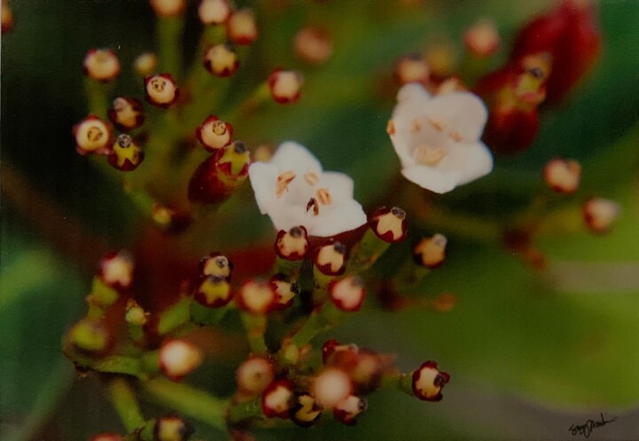 Photographie intitulée "FlowerBerry Bush" par Suzy Martin, Œuvre d'art originale, Photographie numérique