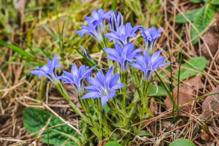 Fotografie mit dem Titel "Harurindou blooms l…" von Svalvald Photo, Original-Kunstwerk, Nicht bearbeitete Fotografie