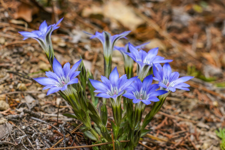 Photographie intitulée "Harurindou blooms l…" par Svalvald Photo, Œuvre d'art originale, Photographie numérique