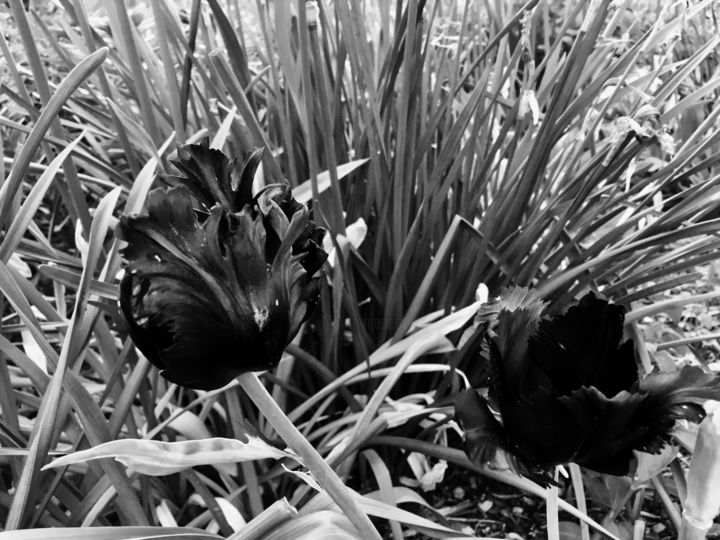 Photography titled "Тюльпаны" by Sebrede, Original Artwork, Digital Photography