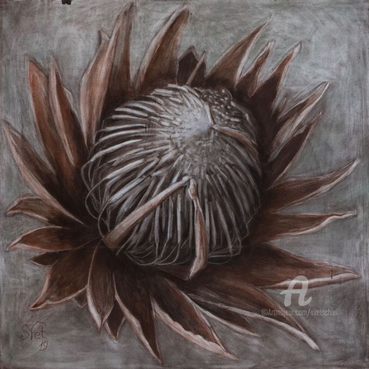 Malarstwo zatytułowany „Кing protea. Big si…” autorstwa Svet Schiel Gallery, Oryginalna praca, Pastel