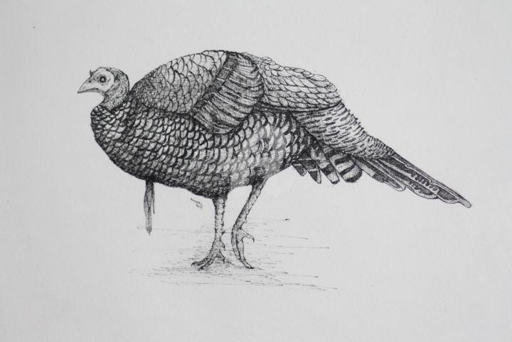 제목이 "Turkey 2"인 그림 Syed Akheel로, 원작, 잉크