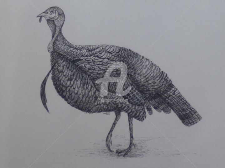 Drawing titled "Turkey 1 (pen and i…" by Syed Akheel, Original Artwork, Ink