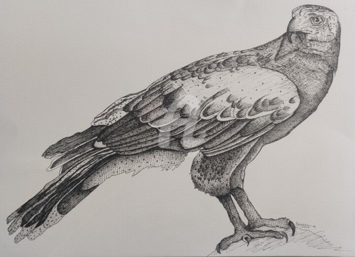 Dessin intitulée "Eagle Master piece…" par Syed Akheel, Œuvre d'art originale, Encre