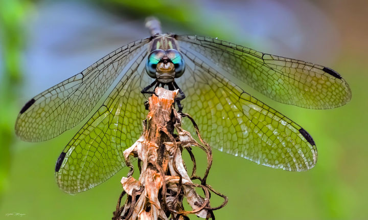 Photography titled "Odonata - Libellule" by Sylvain Manguer, Original Artwork