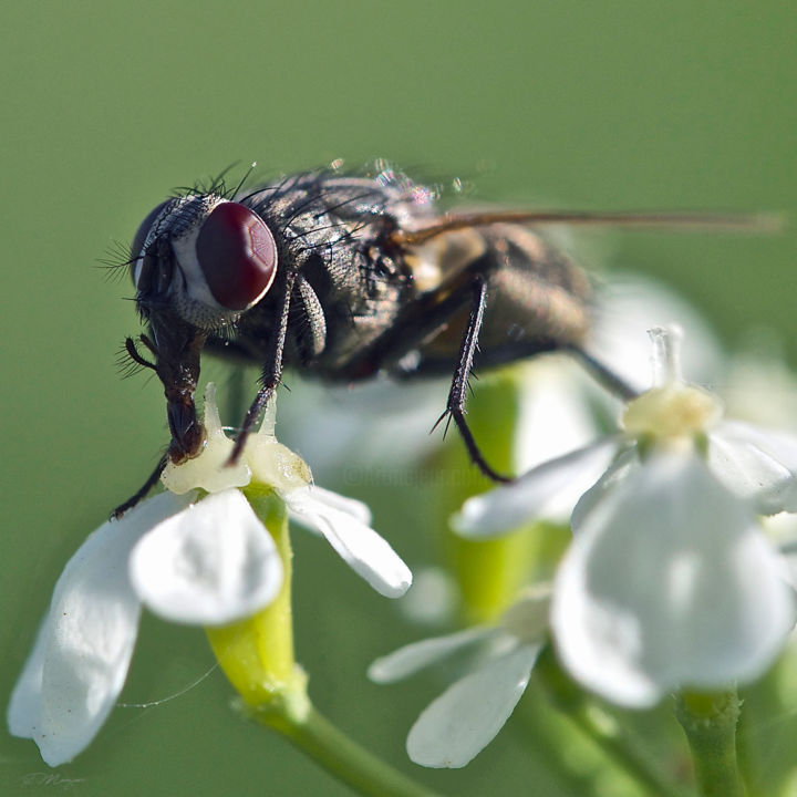 Photography titled "Nectar" by Sylvain Manguer, Original Artwork