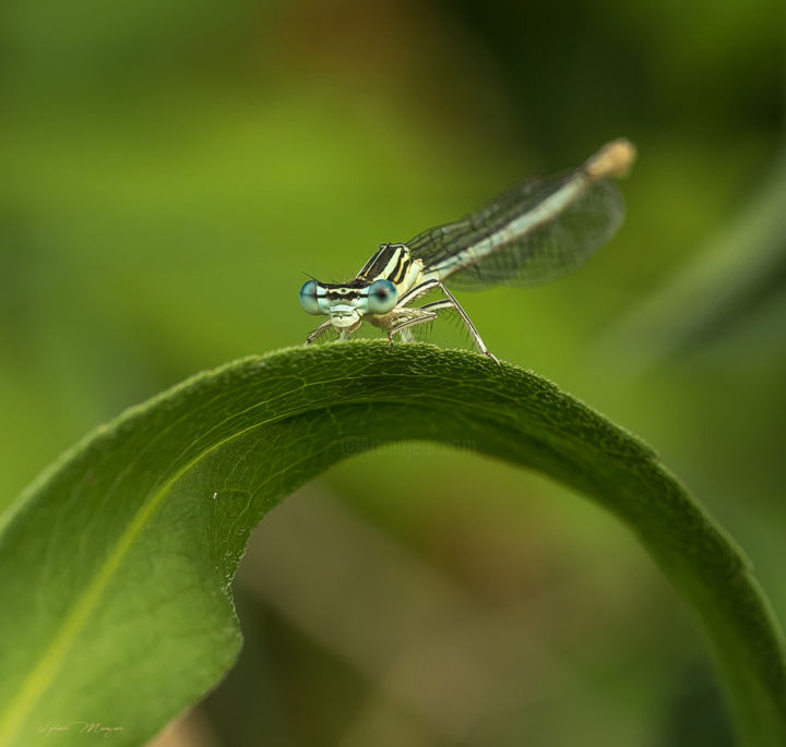 Photography titled "Dame Nature" by Sylvain Manguer, Original Artwork