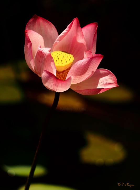 Photographie intitulée "Nénufar - Fleur -" par Sylvain Manguer, Œuvre d'art originale