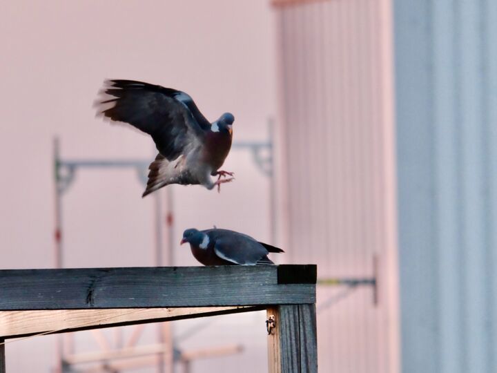 Photography titled "The pigeons" by Sylvestre Bonnet, Original Artwork, Non Manipulated Photography
