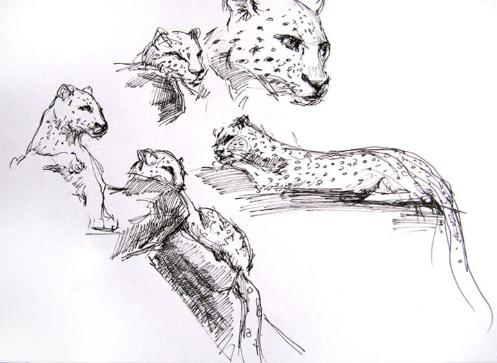 Drawing titled "Paris - Zoo de la M…" by Sylvia Baldeva, Original Artwork, Marker