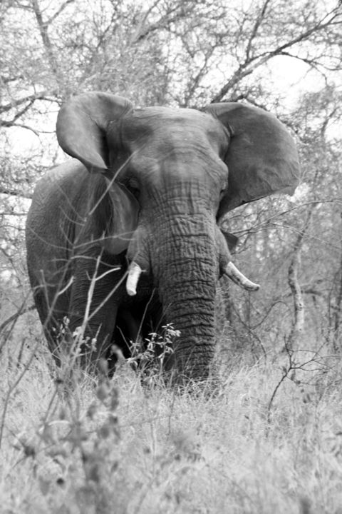 Photography titled "éléphant (1)-Afrique" by Sylvie Bedert-Duchauffour, Original Artwork, Digital Photography