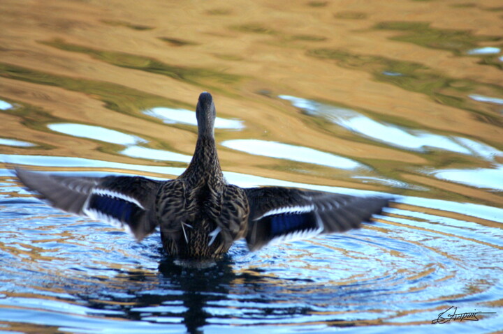 Photography titled "canard et reflets 3" by Sylvie Chapuis, Original Artwork, Non Manipulated Photography
