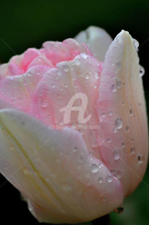 Fotografia zatytułowany „tulipe rose” autorstwa Sylvie Léandre, Oryginalna praca
